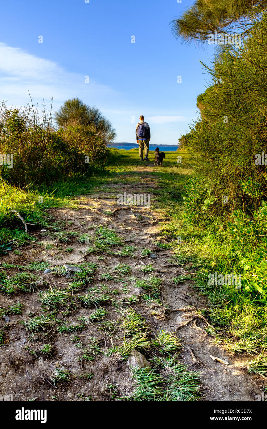 Overtourism Wanderer und Hund auf dem Küstenweg Übersicht Umwelt-, Boden- und Bodenerosion, Baumwurzeln auf Instagram berühmten Küstenweg. Stockfoto