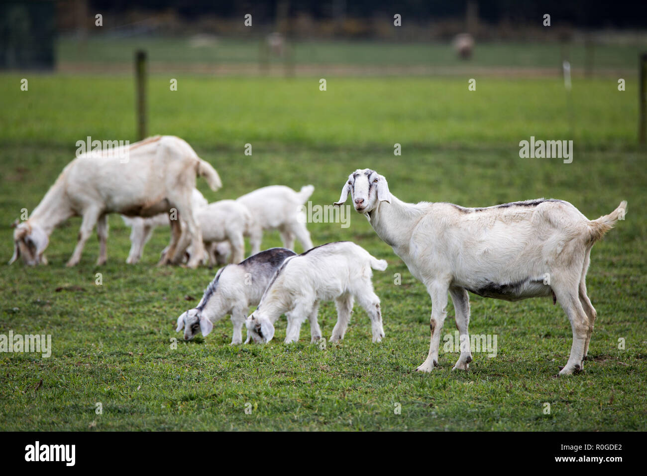 Weiße Ziegen mit ihren Kindern in ein Feld auf einem Bauernhof Stockfoto