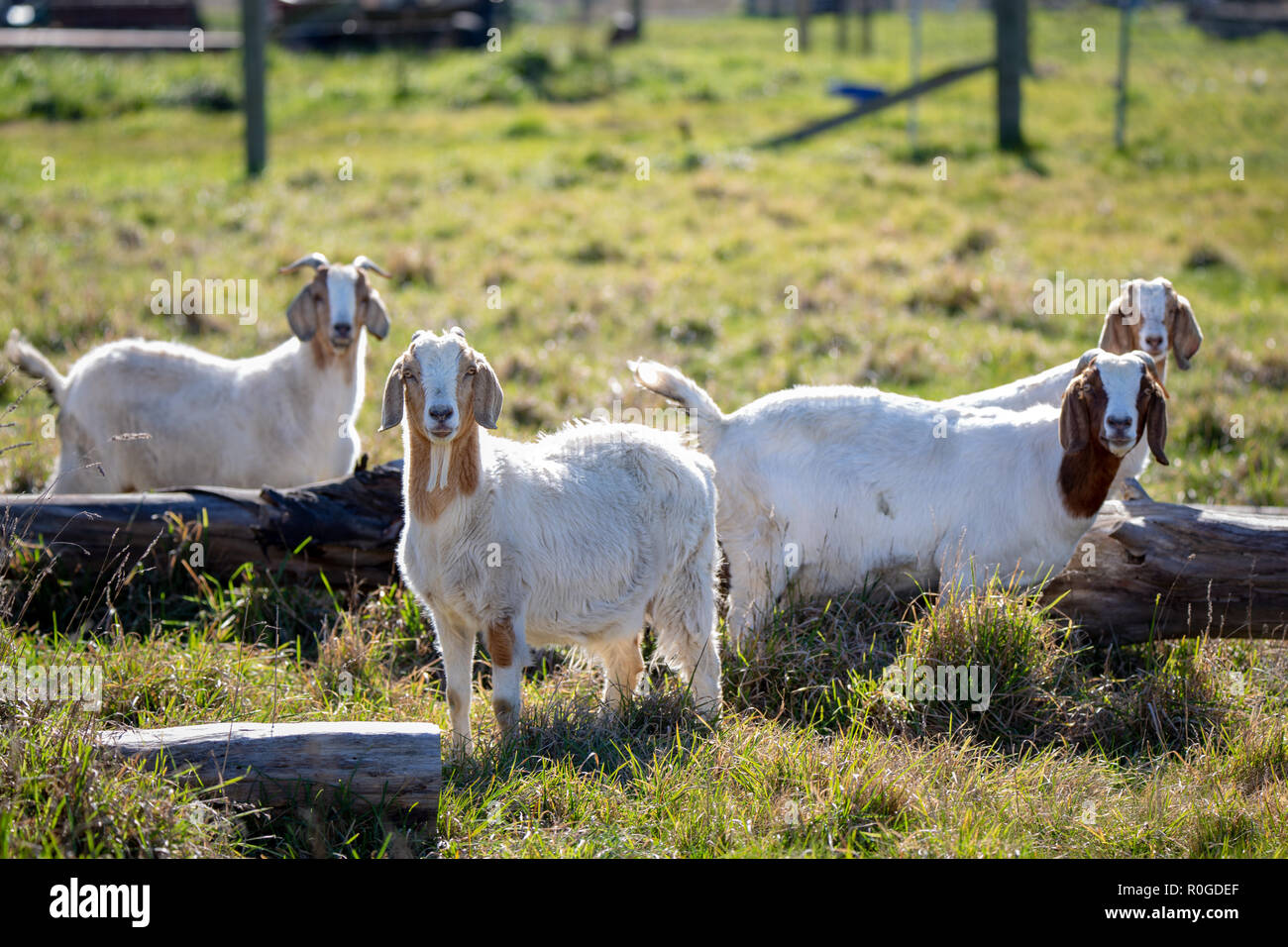 Braune und weiße Ziegen in Feld auf einem Bauernhof Stockfoto