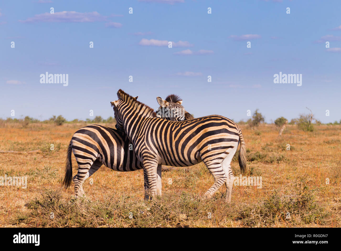 Paar Zebras vom Kruger National Park. Afrikanische Tierwelt.  Equus Quagga. Südafrika Stockfoto