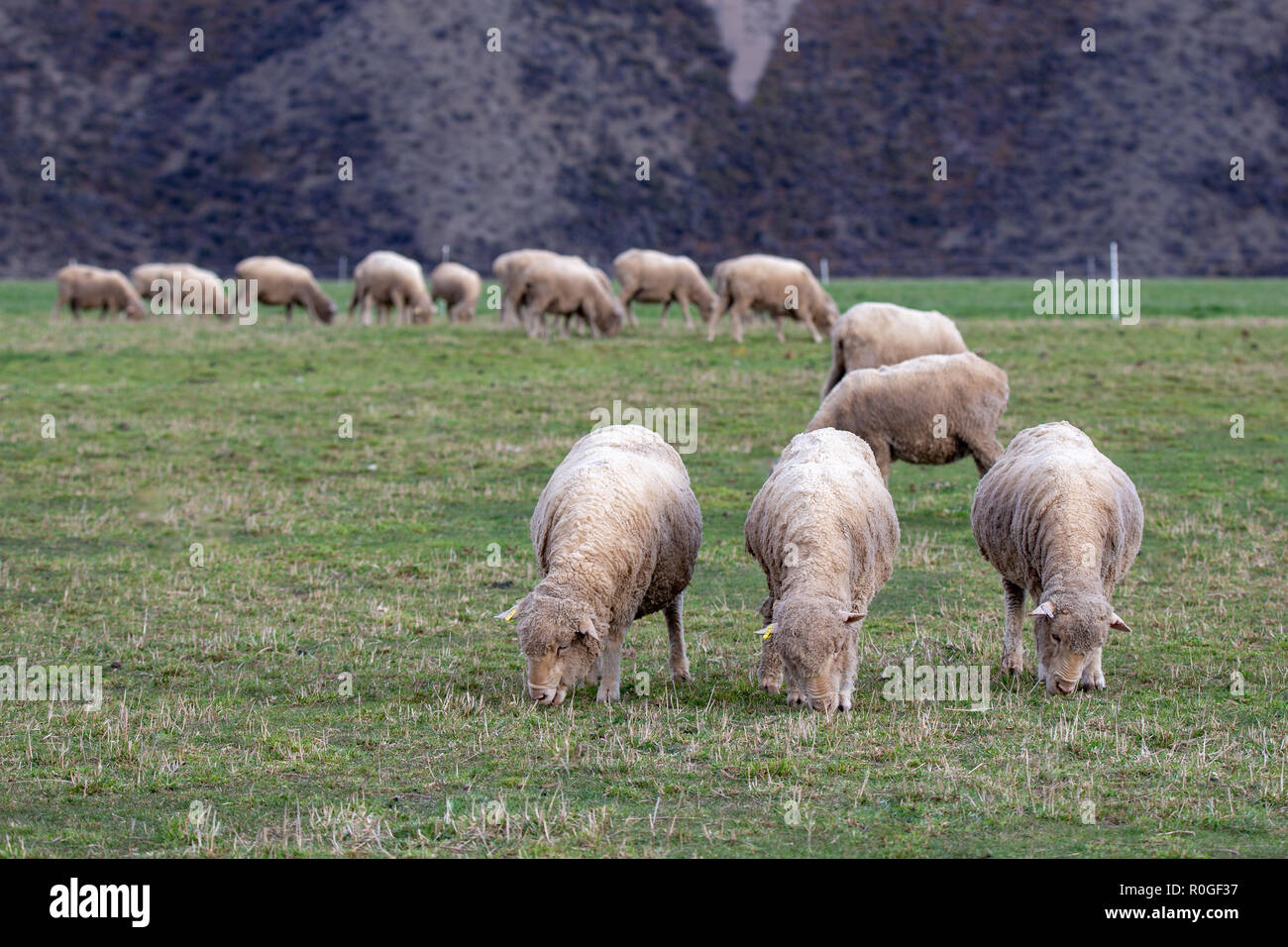 Merino Schafe grasen auf ein Feld in der High Country, Neuseeland Stockfoto