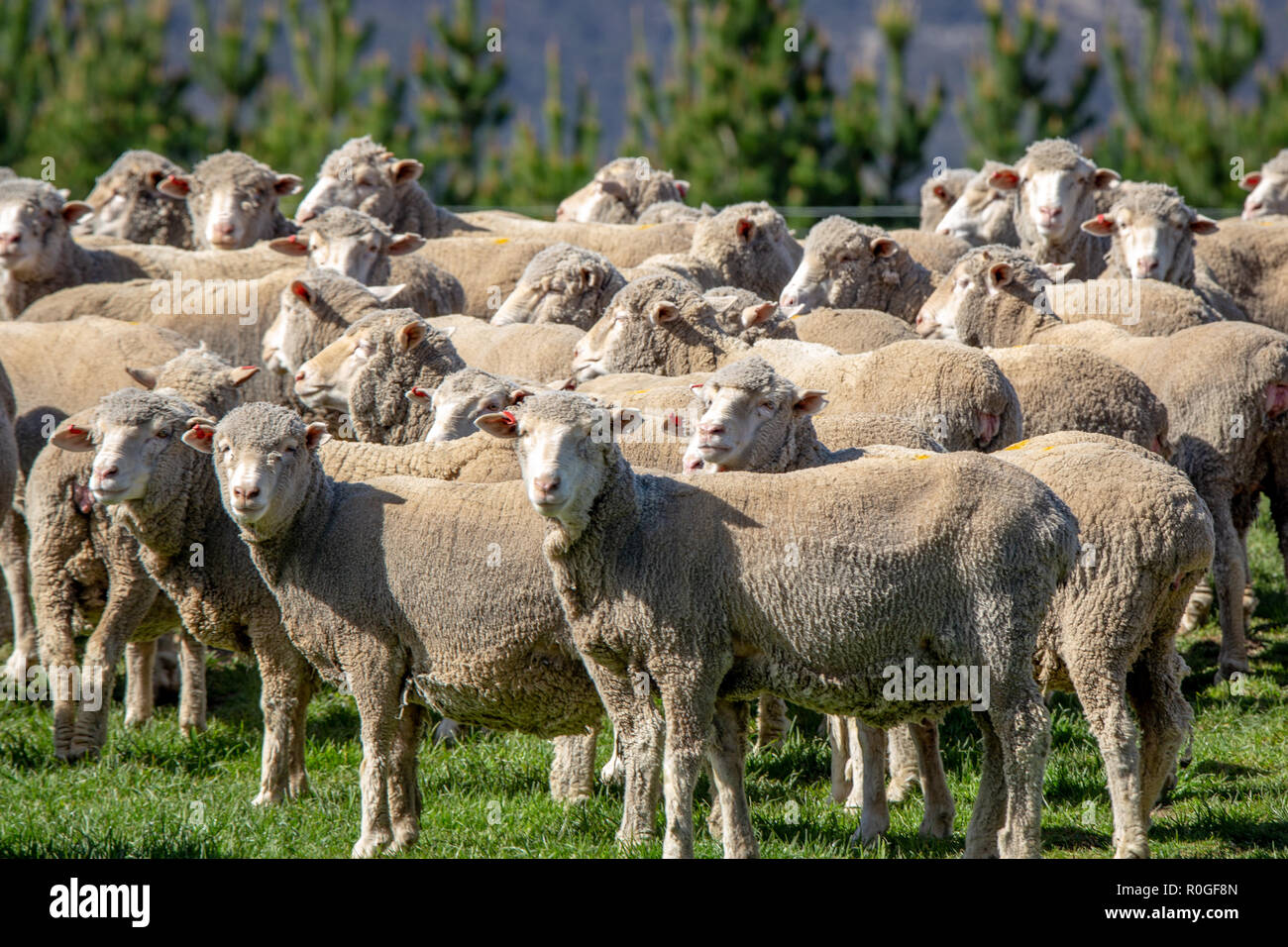 Eine Herde geschorener Merino Schafe auf einer Farm in Neuseeland Stockfoto