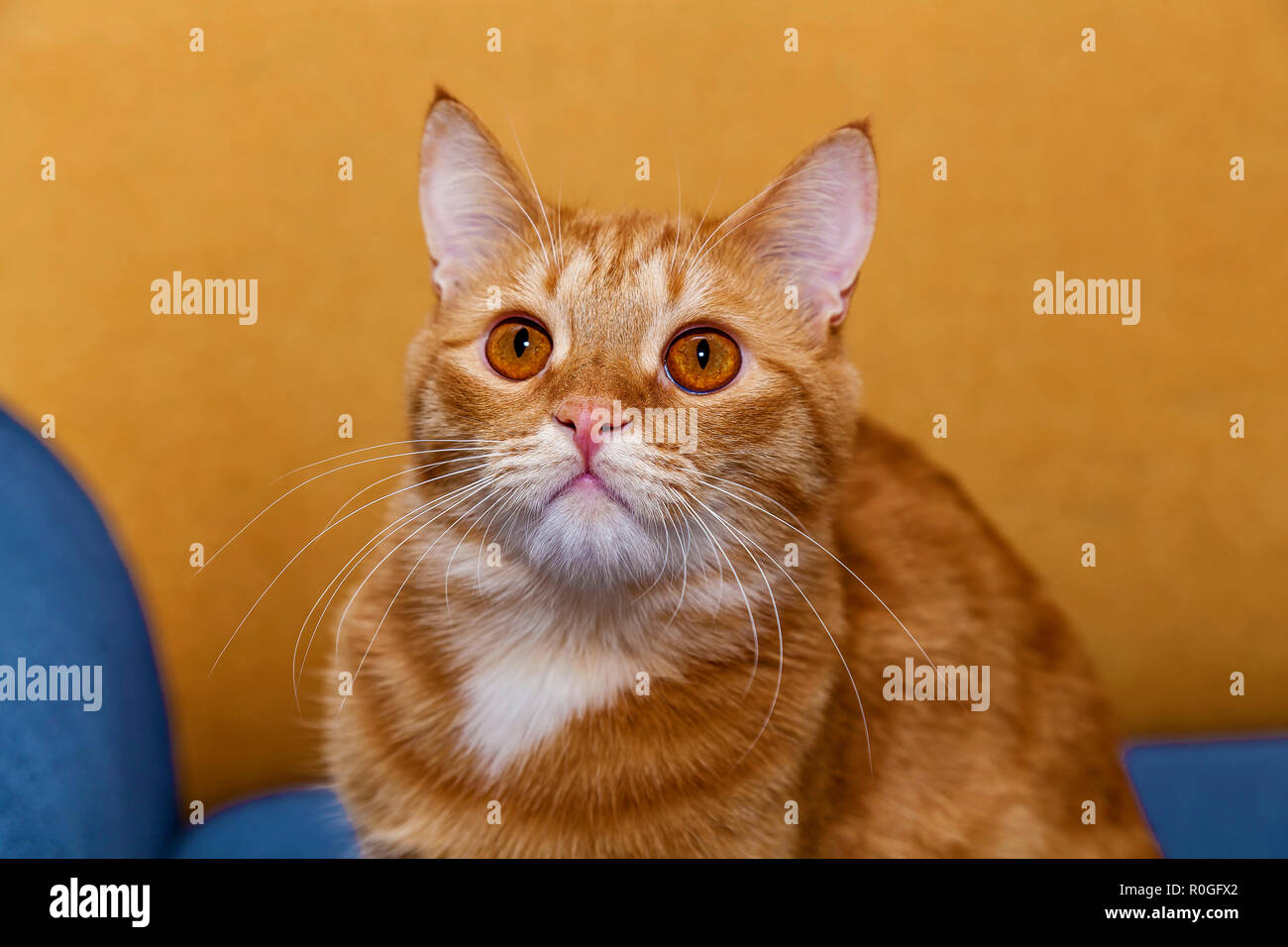 Get Rote augen lustige bilder For Android