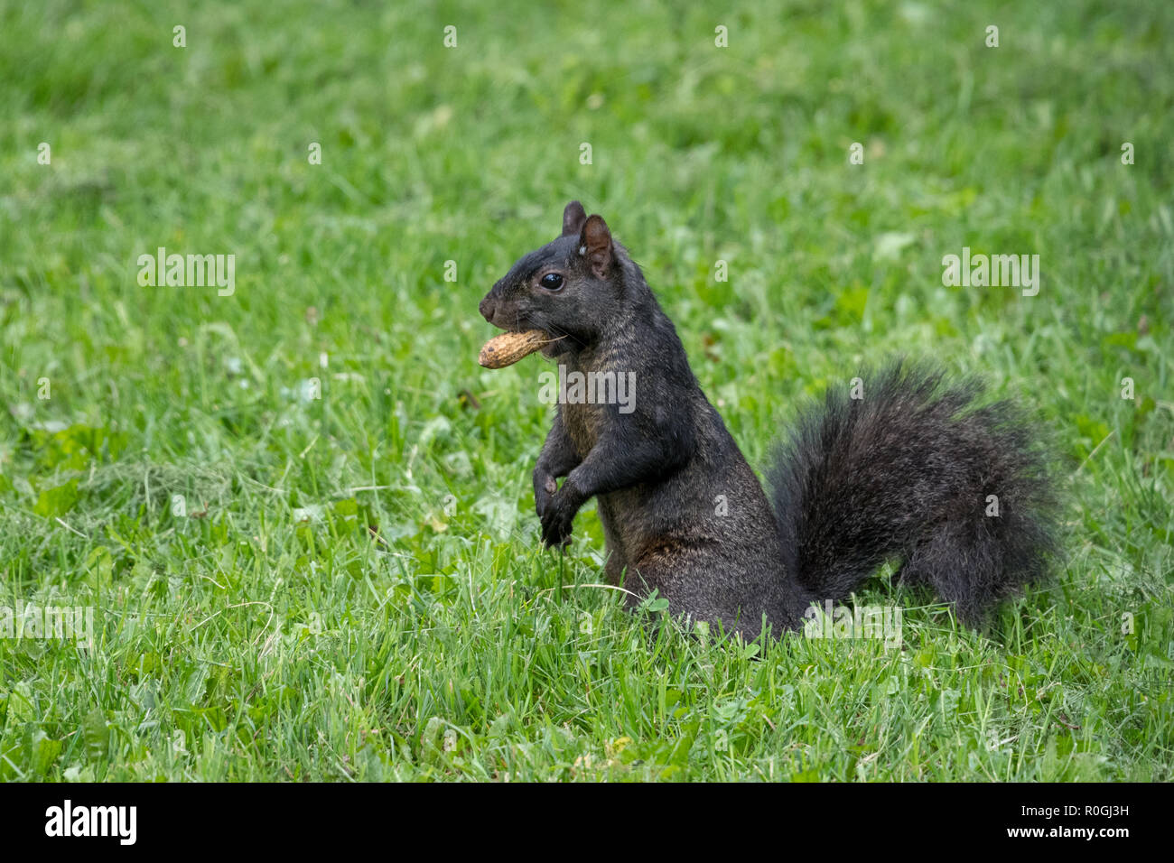 Schwarzes Eichhörnchen (Melanistic Untergruppe der Östlichen graue Eichhörnchen) mit Erdnuss Stockfoto