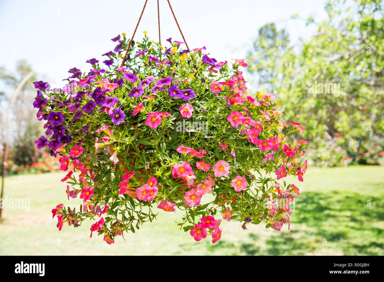 Einem hängenden Korb rot, lila und violett Calibrachoa hybrid Blumen. Stockfoto