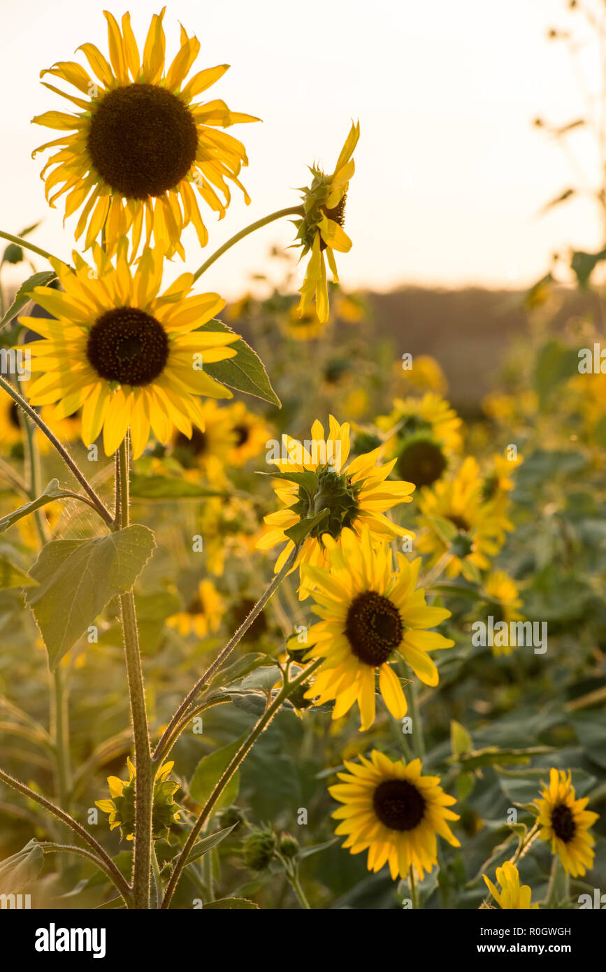 Sonnenuntergang über einem Feld mit Sonnenblumen, Val d'Orcia in der Toskana Italien Europa EU Stockfoto