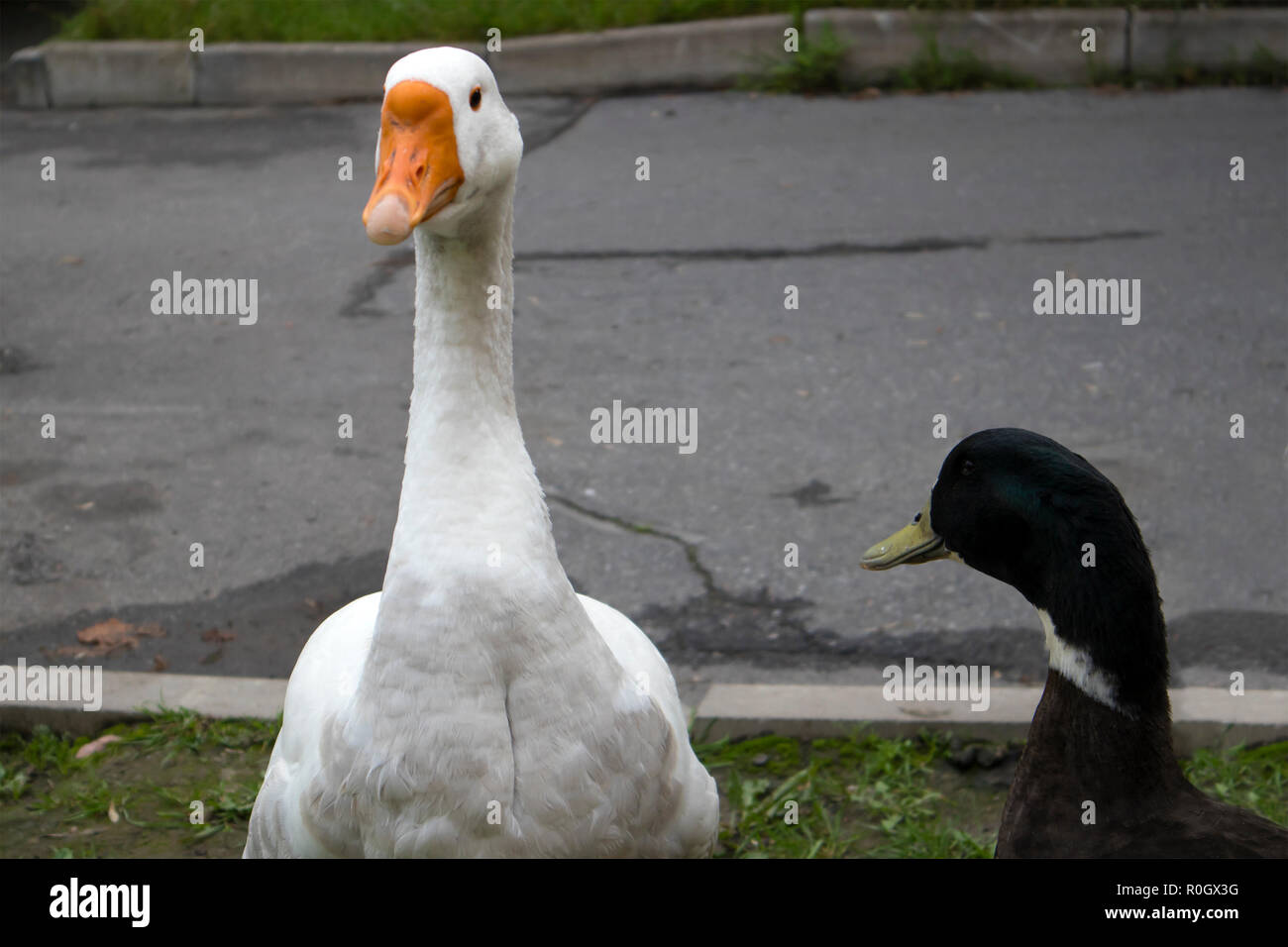 Nettes Paar weiße Hausgans und braune Ente gegen grauen Asphalt Stockfoto