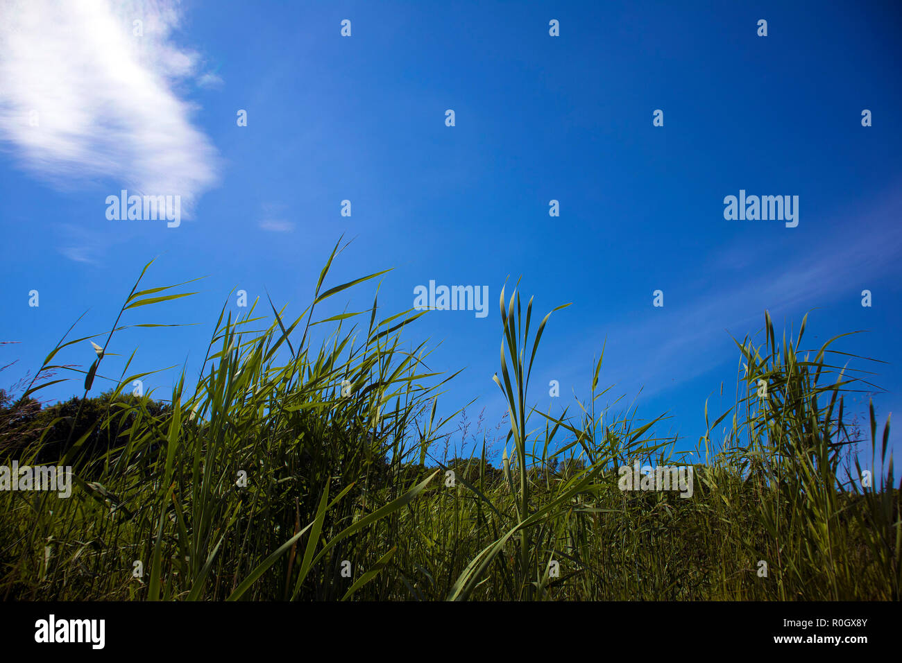 Grüne Gras auf der Wiese closeup gegen strahlend blauen Himmel und weiße Cirrus cloud Stockfoto