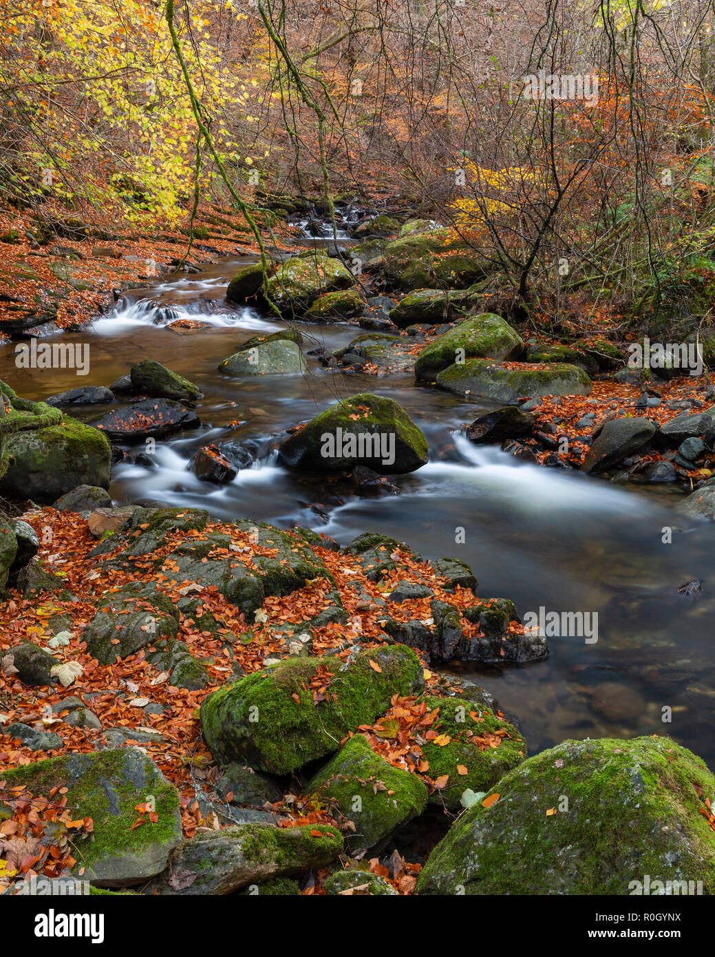 Herbst an der Birks Aberfeldy, Perth und Kinross, Schottland Stockfoto