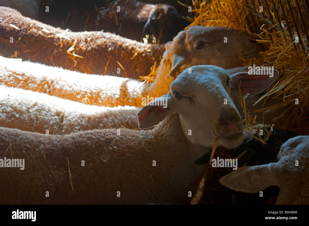 Vier Schafe Heu Essen, sonnigen Tag, Bauernhof, in der Nähe Stockfoto