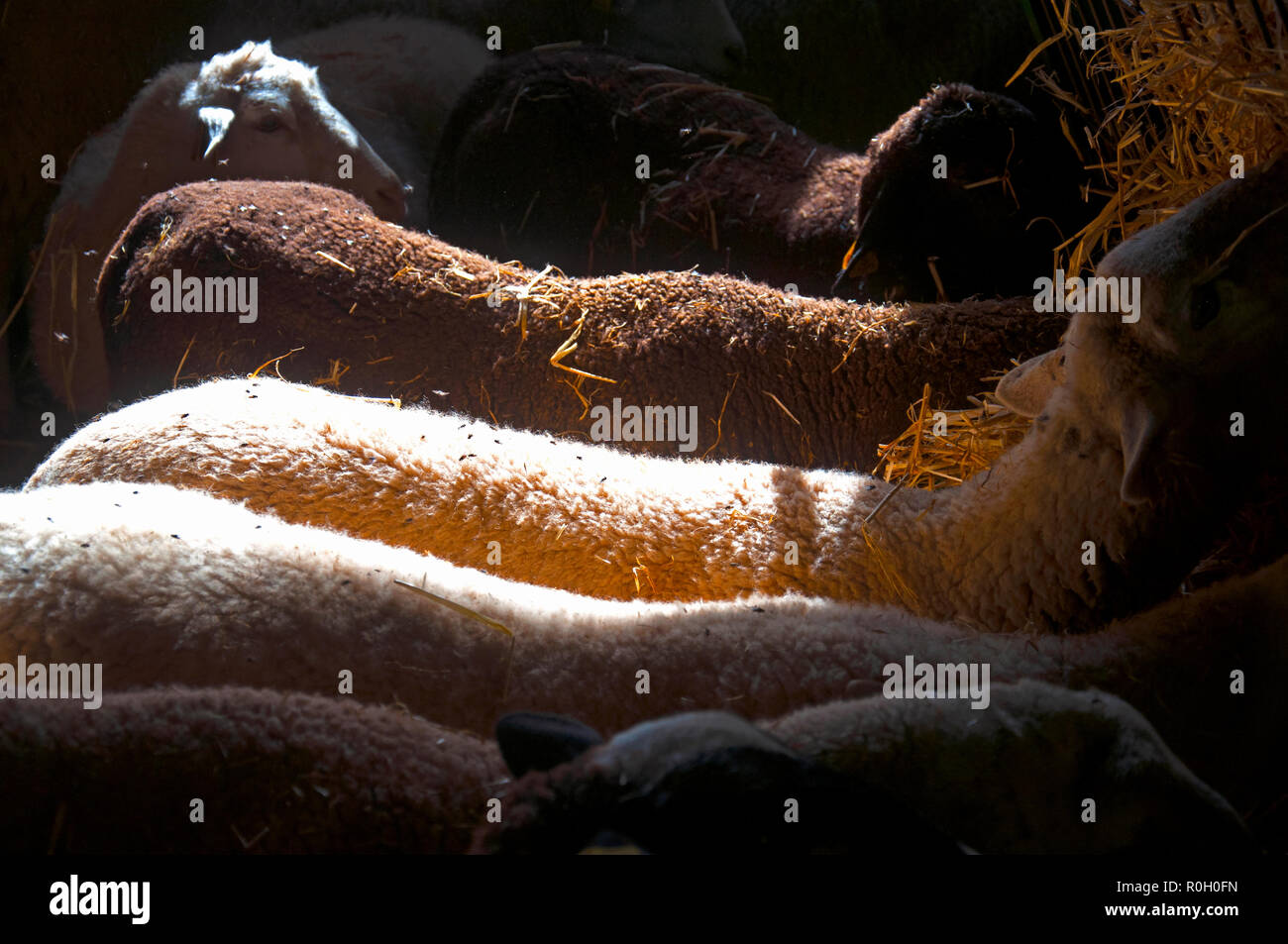Braune, schwarze und weiße Schafe Heu Essen, sonnigen Tag, Bauernhof Stockfoto