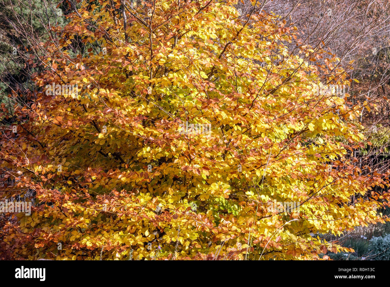 Europäische Buche, Fagus sylvatica 'armostar' Herbst Laub Stockfoto