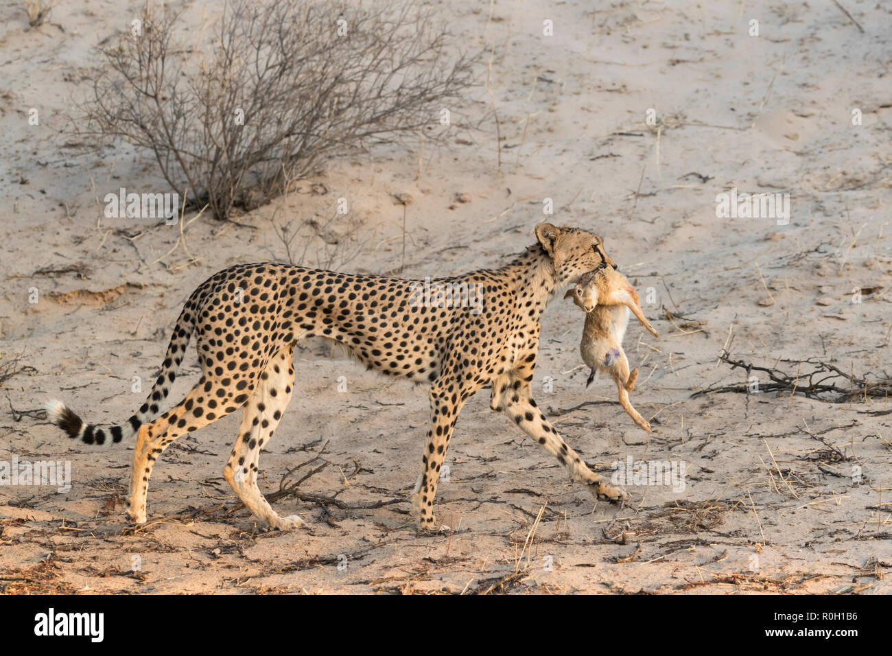 Gepard (Acinonyx jubatus) Durchführung scrub Hase (Lepus Saxatilis), Kgalagadi Transfrontier Park, Südafrika, Stockfoto