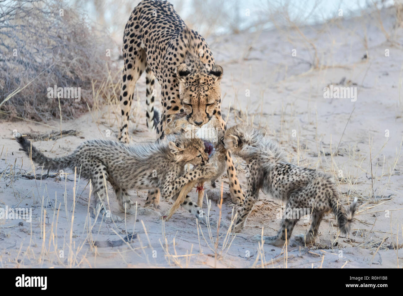Gepard (Acinonyx jubatus) und jungen Fütterung auf Scheuern Hase (Lepus Saxatilis), Kgalagadi Transfrontier Park, Südafrika, Stockfoto