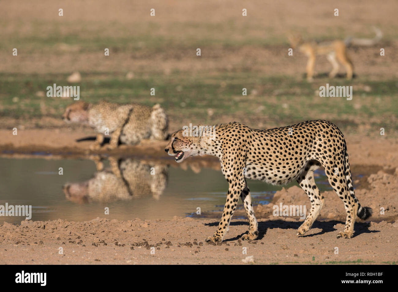 Gepard (Acinonyx jubatus) Kontakt Aufruf, Kgalagadi Transfrontier Park, Südafrika Stockfoto