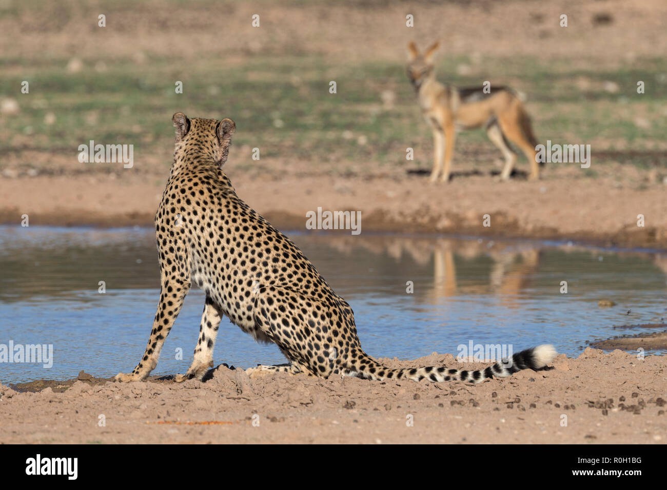 Gepard (Acinonyx jubatus) ansehen Schakal, Kgalagadi Transfrontier Park, Südafrika Stockfoto