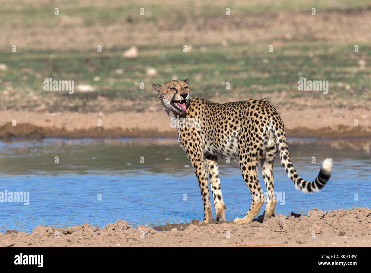 Gepard (Acinonyx jubatus) Kontakt Aufruf, Kgalagadi Transfrontier Park, Südafrika Stockfoto