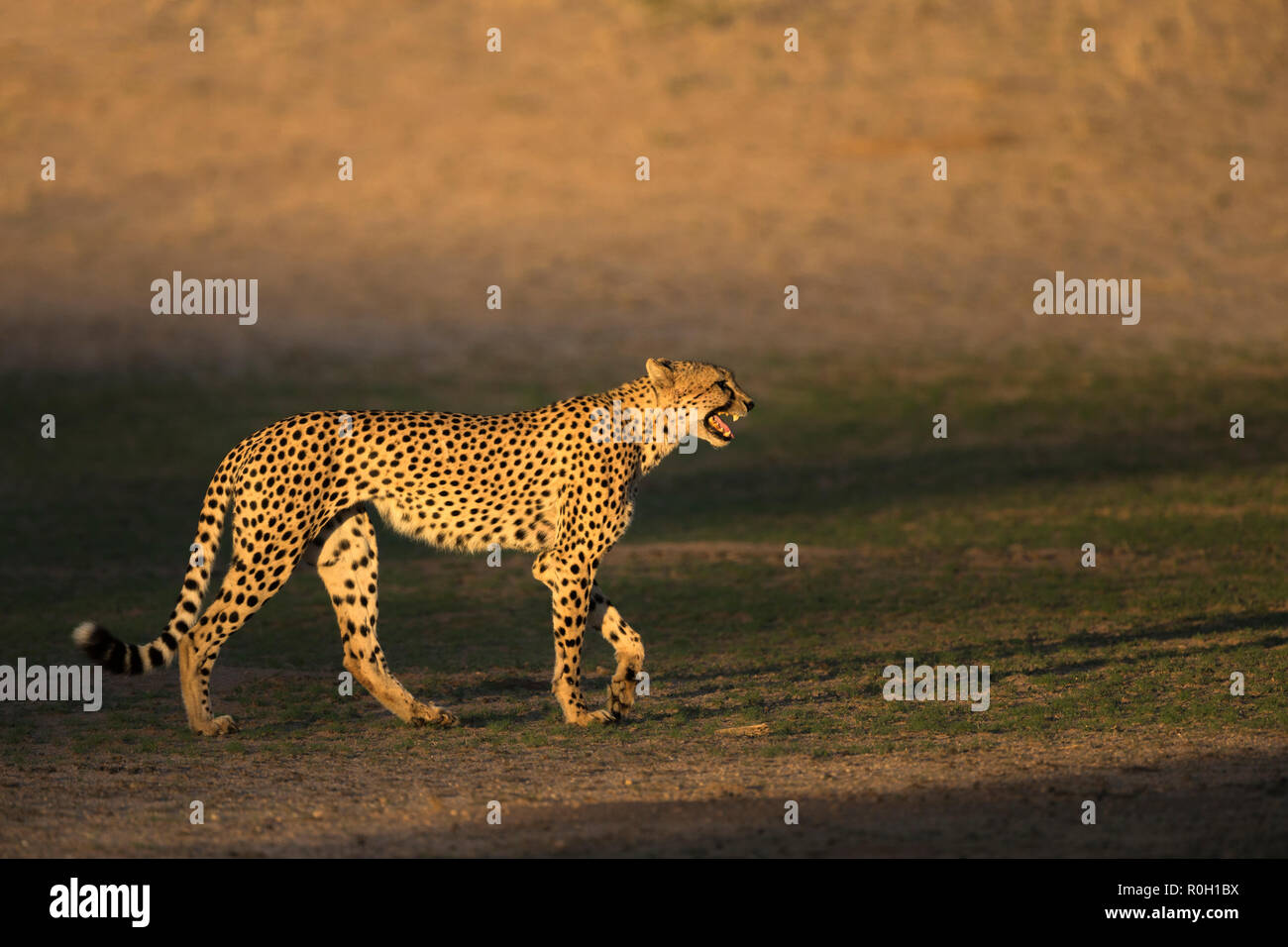 Gepard (Acinonyx jubatus) Kontakt Aufruf, Kgalagadi Transfrontier Park, Südafrika, Stockfoto