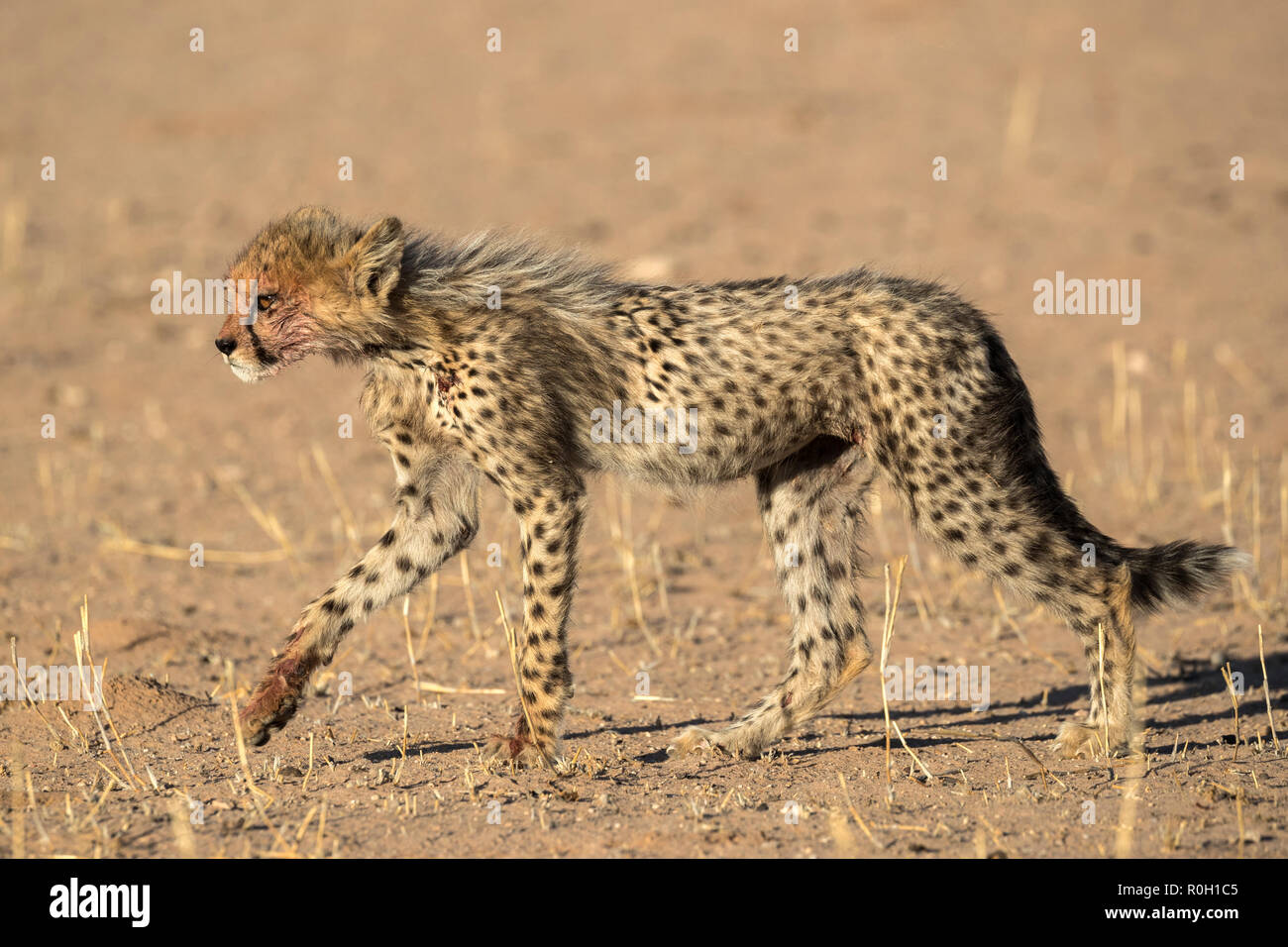 Gepard (Acinonyx jubatus) Cub, Kgalagadi Transfrontier Park, Südafrika, Stockfoto