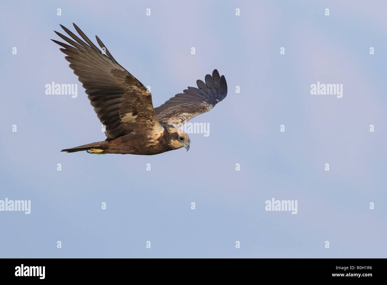 Rohrweihe (Circus aeruginosus), erwachsene Frau im Flug im Oman Stockfoto