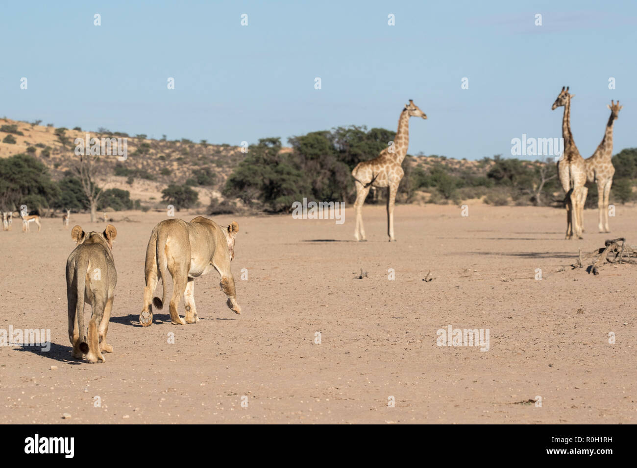 Zu Fuß Löwen (Panthera leo) beobachtet von Giraffe (Giraffa Camelopardalis), Kgalagadi Transfrontier Park, Südafrika, Januar 2018 Stockfoto