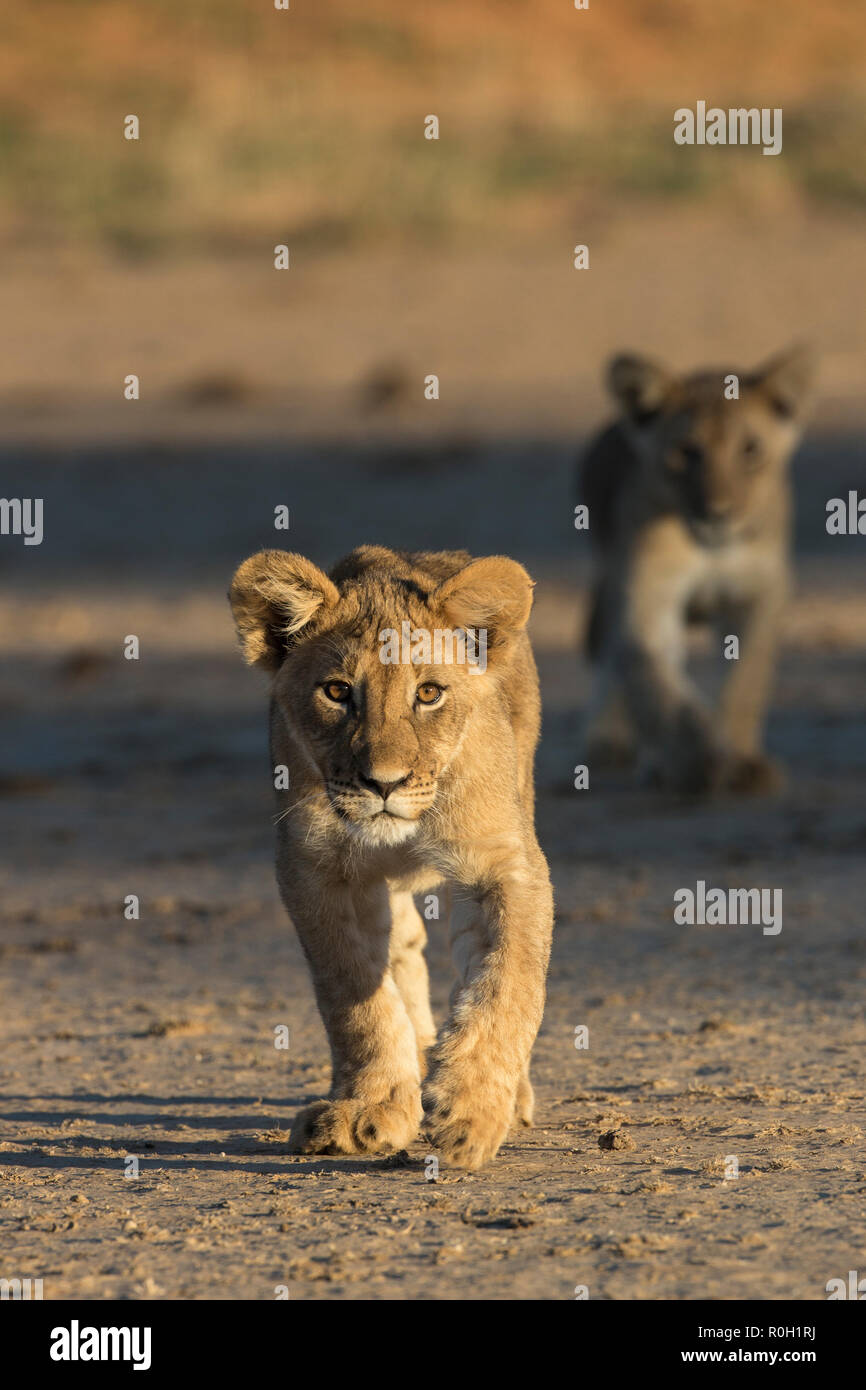 Lion Cub (Panthera leo) trinken, Kgalagadi Transfrontier Park, Südafrika, Januar 2018 Stockfoto