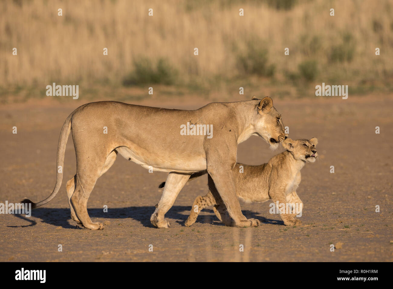 Löwin mit Cub (Panthera leo), Kgalagadi Transfrontier Park, Südafrika, Januar 2018 Stockfoto