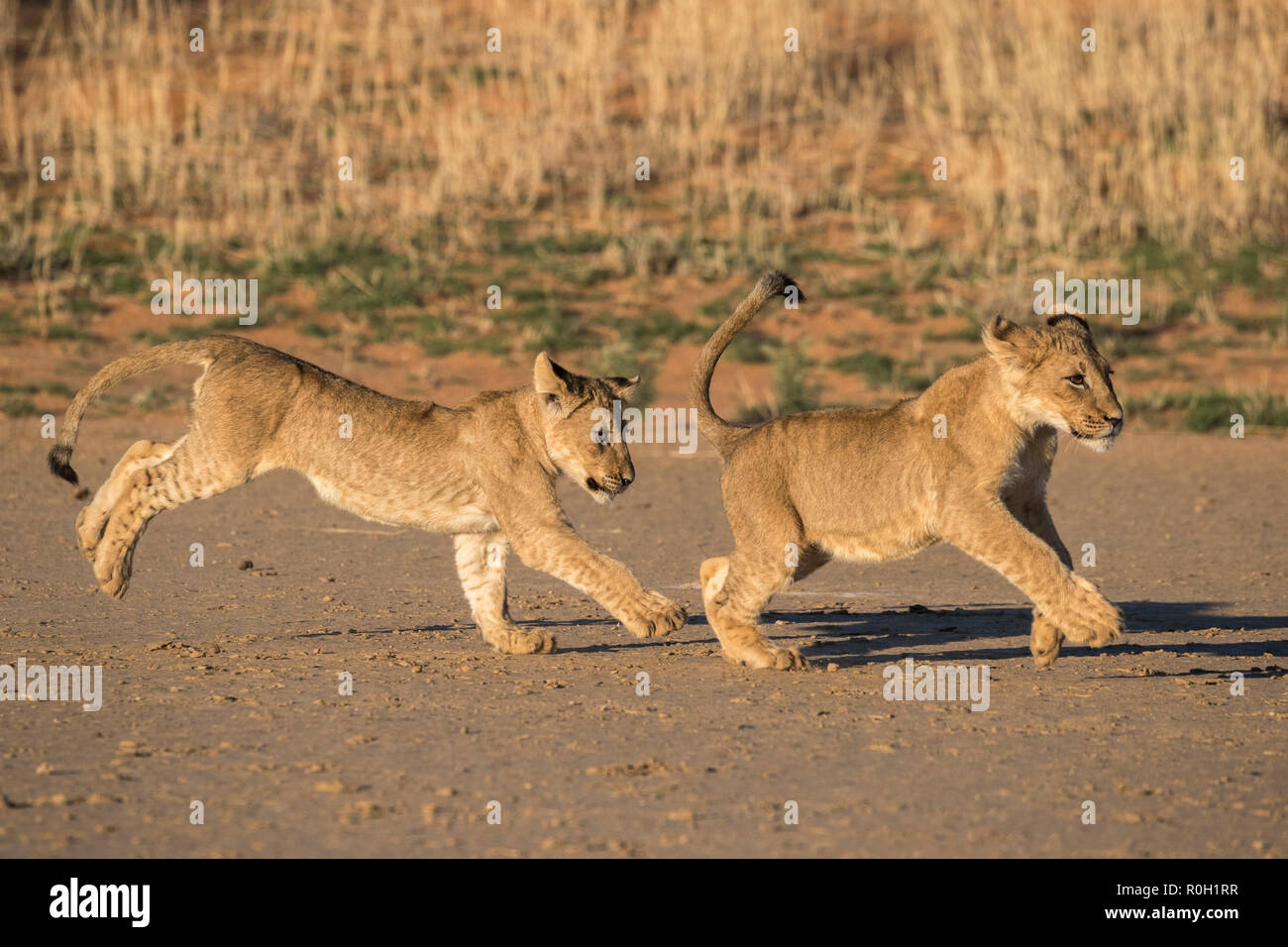 Der löwinnen (Panthera leo) spielen, Kgalagadi Transfrontier Park, Südafrika, Januar 2018 Stockfoto