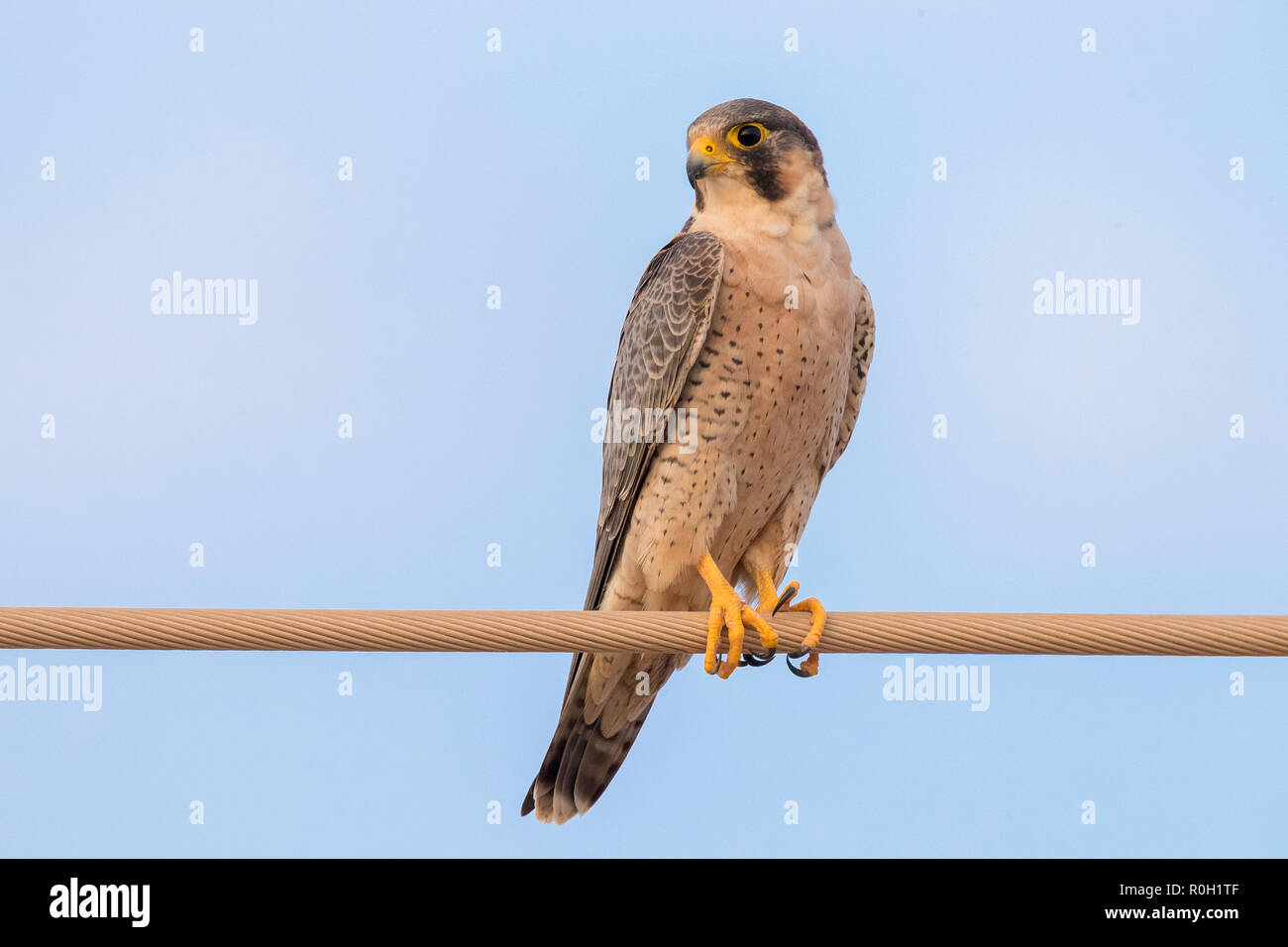 Barbary Falcon (Falco pelegrinoides), thront auf einem Draht in Oman ...