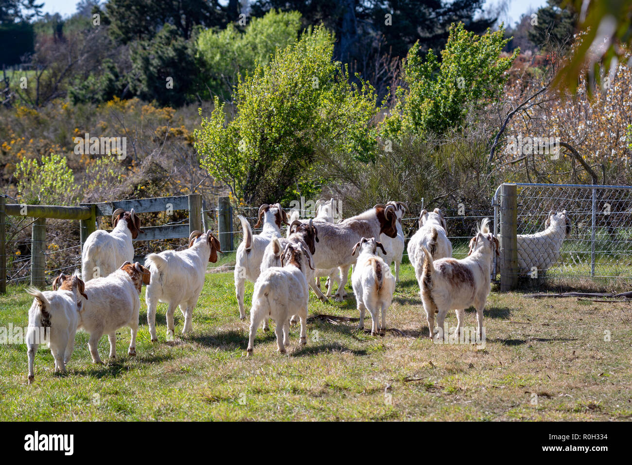 Eine Herde von braunen und weißen Ziegen in einem Feld genießen Sie den sonnigen Frühling Stockfoto