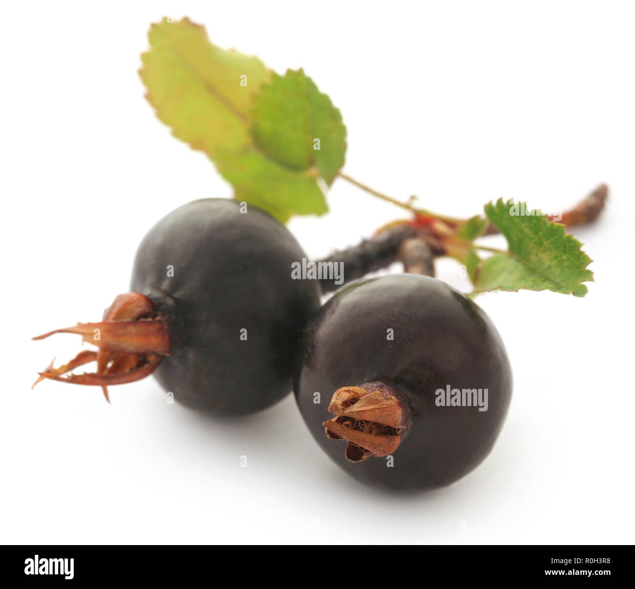 Rosa rugosa oder Strand rose schwarze Frucht mit weißem Hintergrund Stockfoto