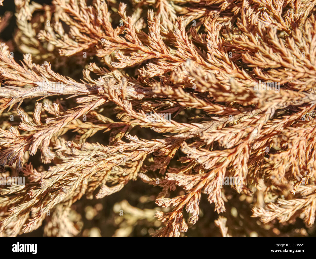 Trockene Zweige in thuja Hecke Zaun. Detail der trockenen Bush twig im Garten. Stockfoto