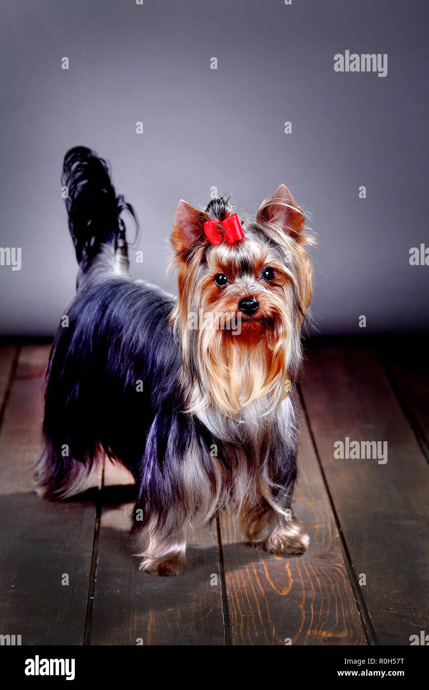 Yorkshire Terrier, Hund, stehend auf einem Holzboden Stockfoto