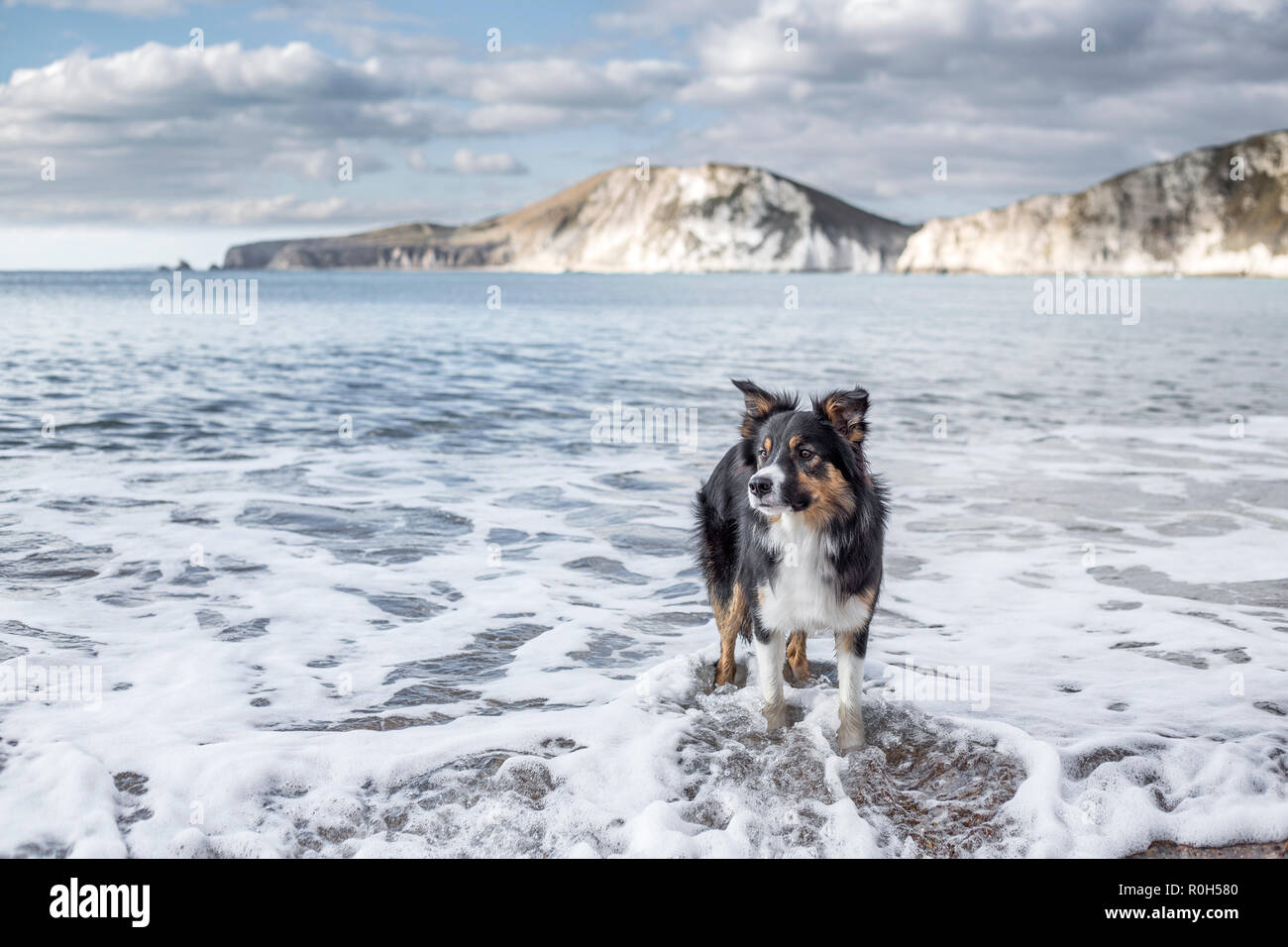 Eine dreifarbige Border Collie stehend im Meer an der Hund freundlich Worbarrow Bay Beach an der Jurassic Coast in Dorset, Großbritannien Stockfoto