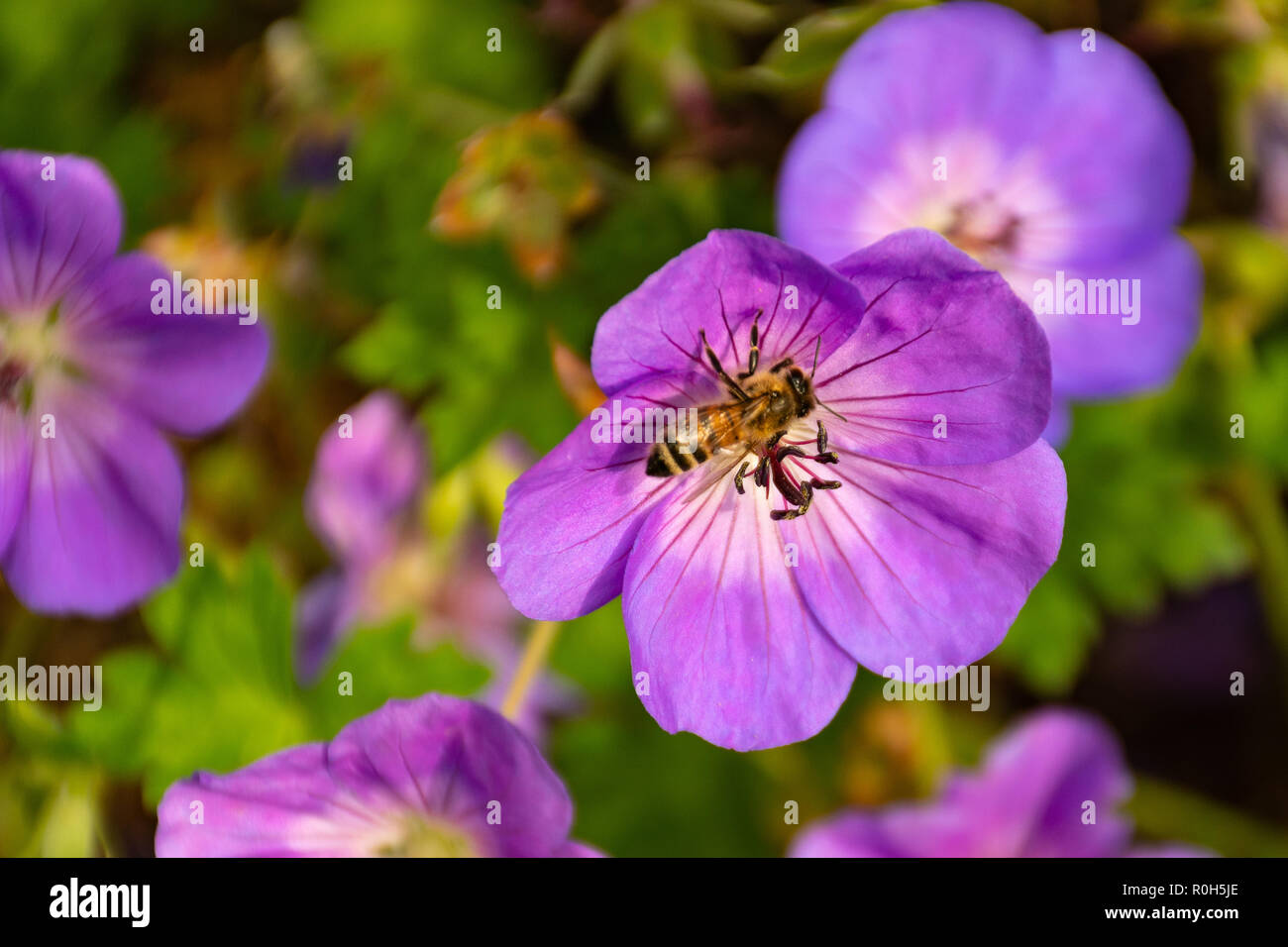 Biene auf Blume-Api sui Fiori - Bienen auf Blumen Stockfoto