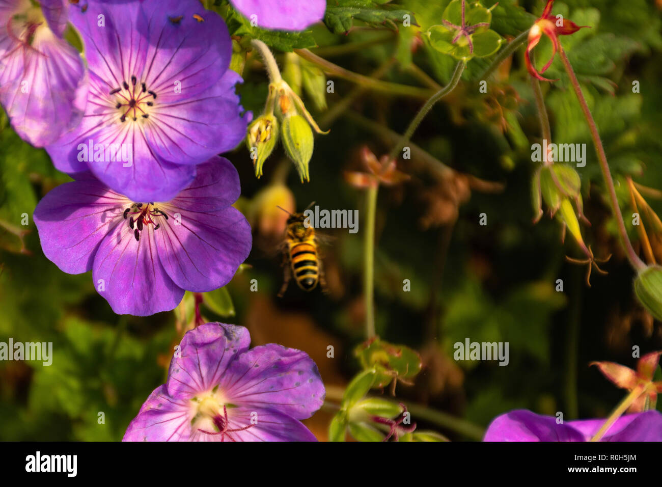 Biene auf Blume-Api sui Fiori - Bienen auf Blumen Stockfoto
