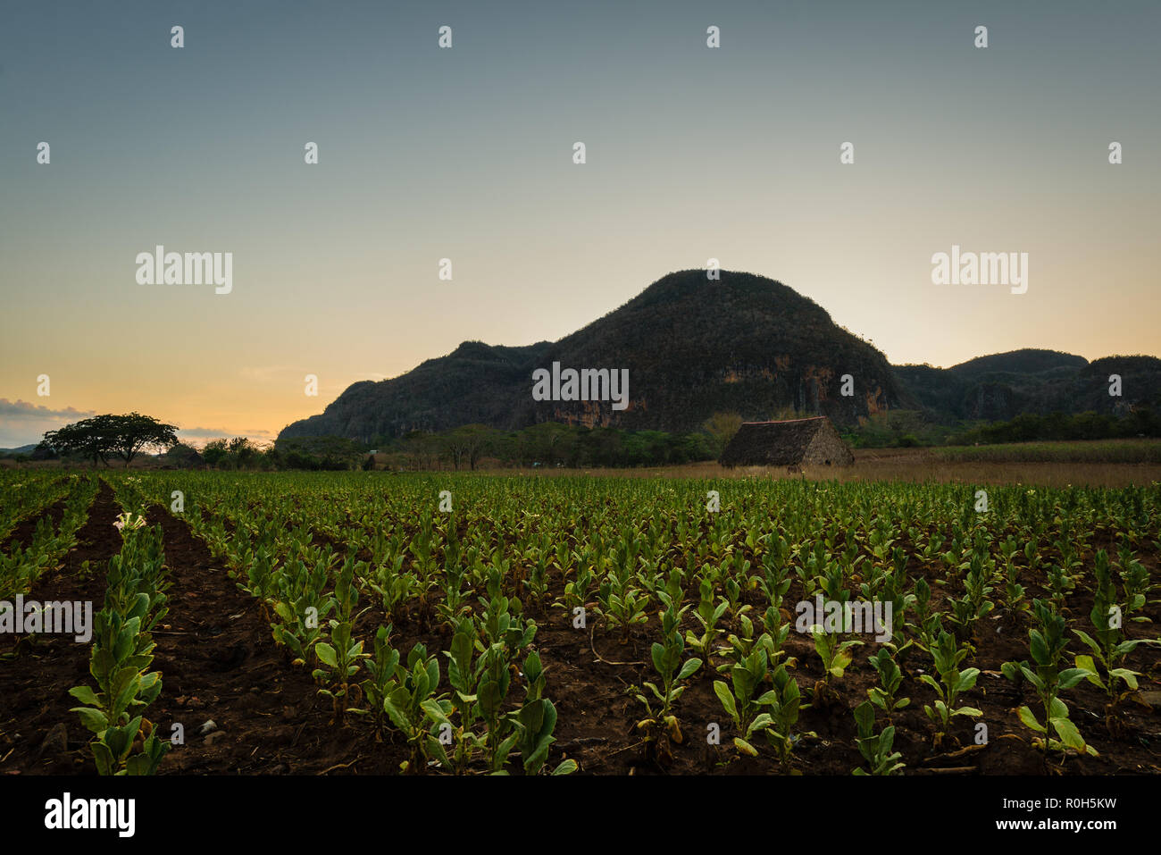 Tabak Bauernhof im Tal von Vinales bei Sonnenuntergang Stockfoto