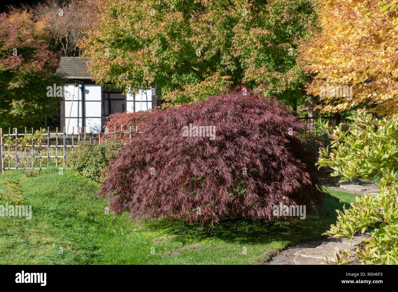 Pagode Im Japanischen Stil Englischer Garten Mit Grossen Acer