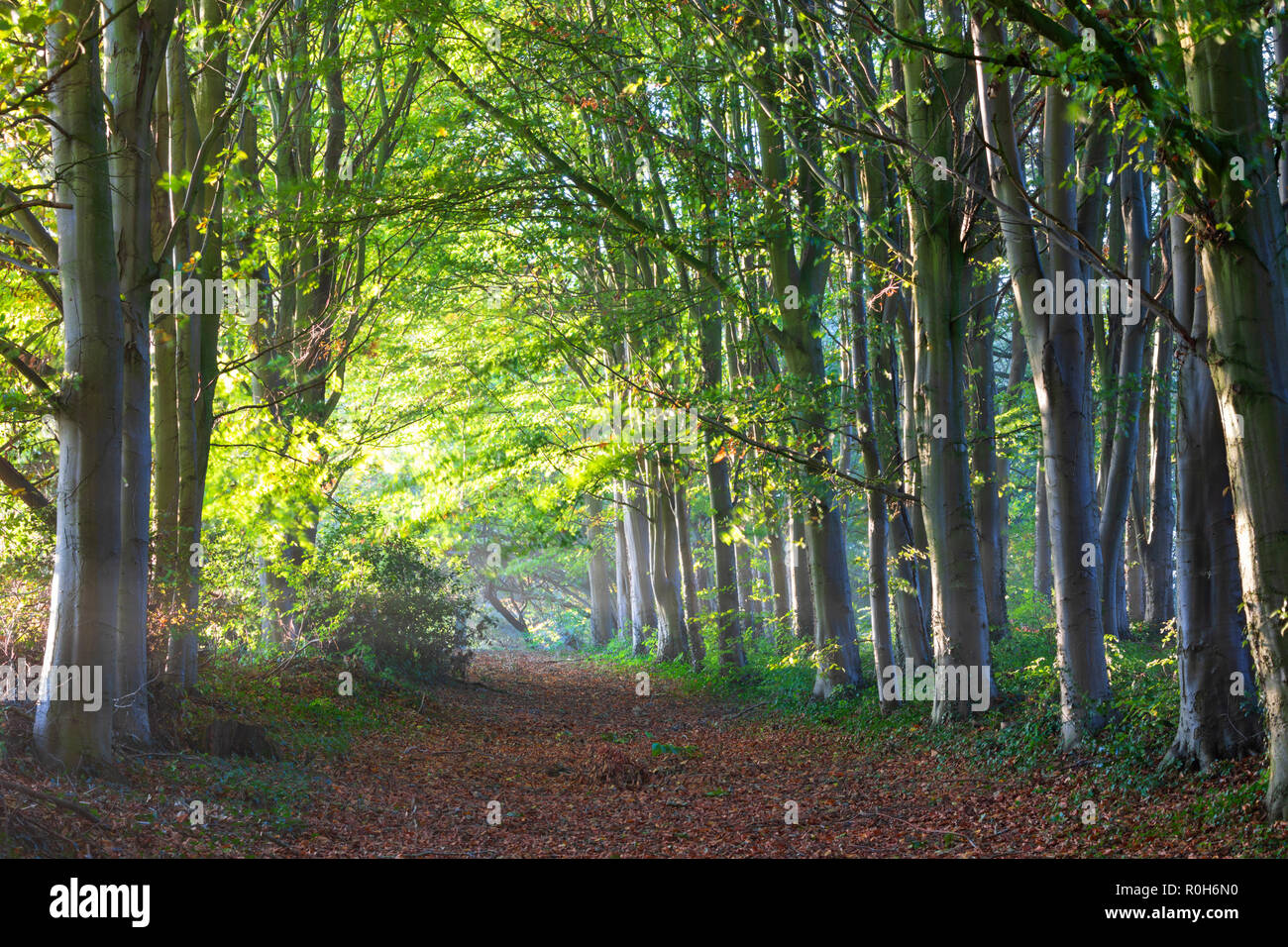 Linie der Hintergrundbeleuchtung Buche im Morgen Herbst Sonnenlicht, Cotswolds, Gloucestershire, England, Vereinigtes Königreich, Europa Stockfoto