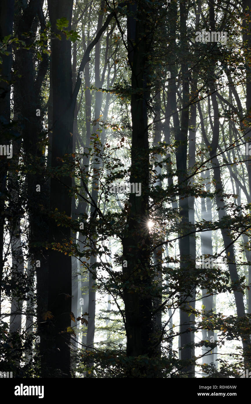 Wellen von Sonnenlicht durch Bäume, Cotswolds, Gloucestershire, England, Vereinigtes Königreich, Europa Stockfoto