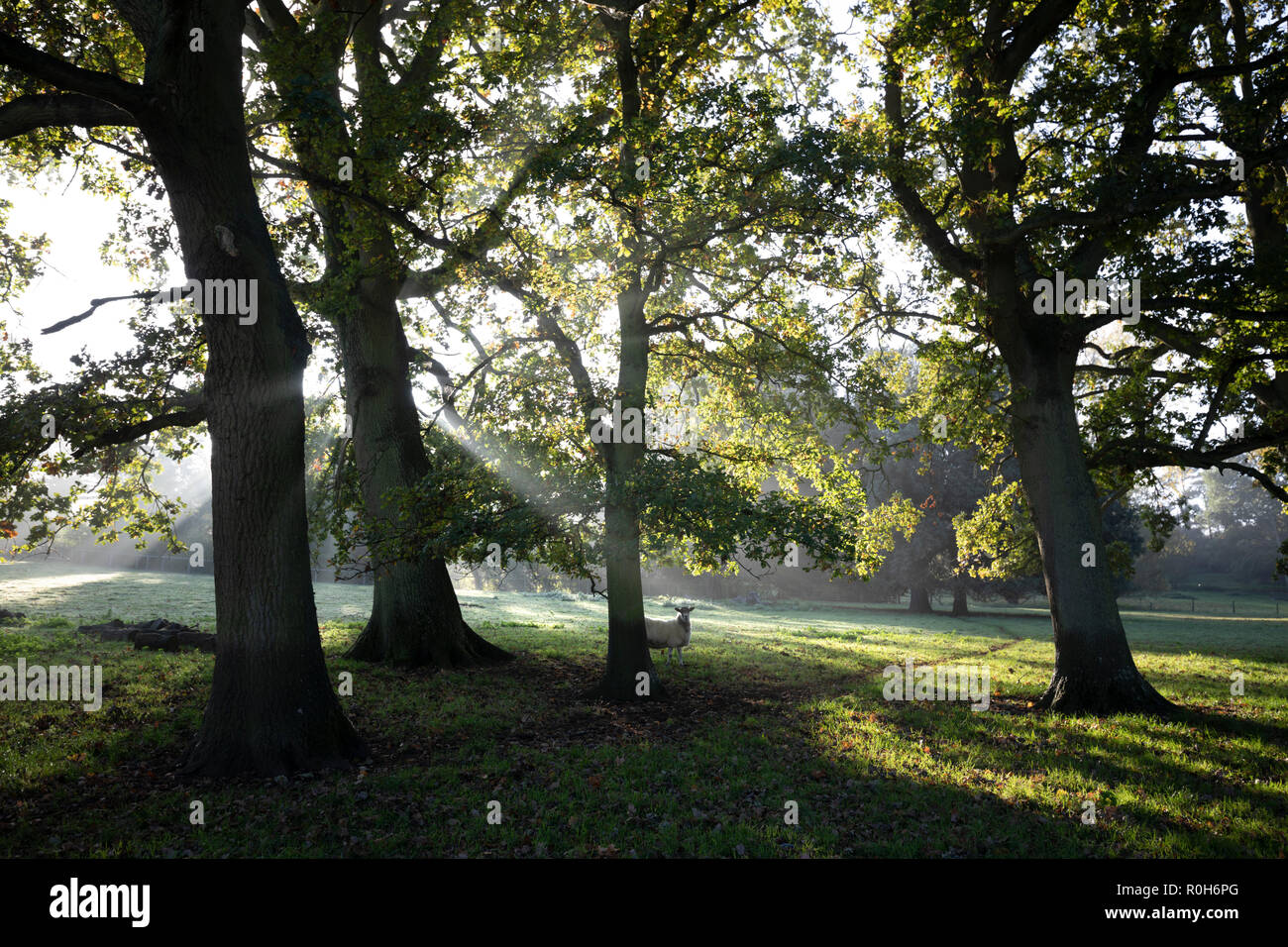 Weiße Schafe unter Baum mit Wellen von misty Sonnenlicht, Chipping Campden, Cotswolds, Gloucestershire, England, Vereinigtes Königreich, Europa Stockfoto