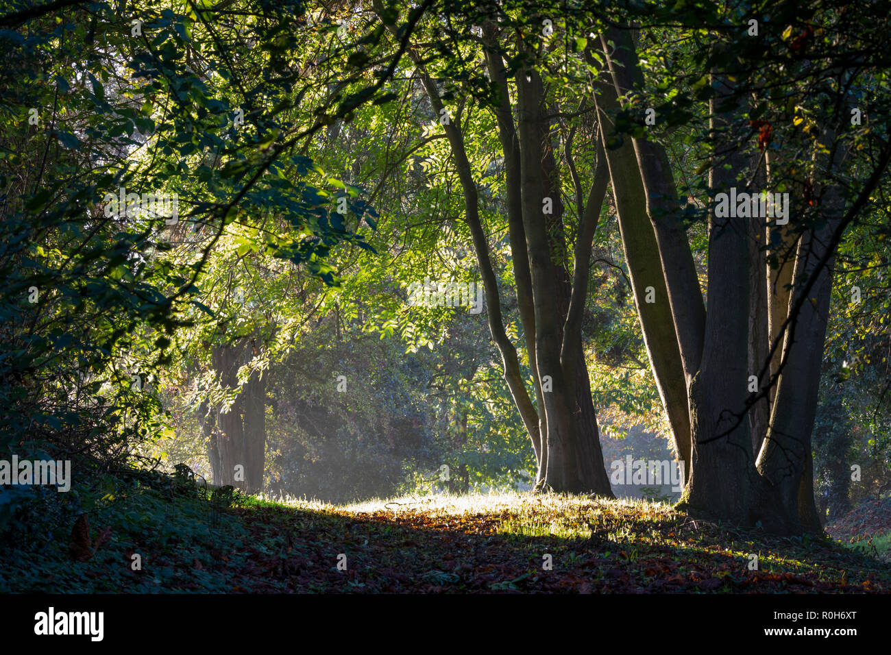 Linie der Hintergrundbeleuchtung Buche im Morgen Herbst Sonnenlicht, Cotswolds, Gloucestershire, England, Vereinigtes Königreich, Europa Stockfoto