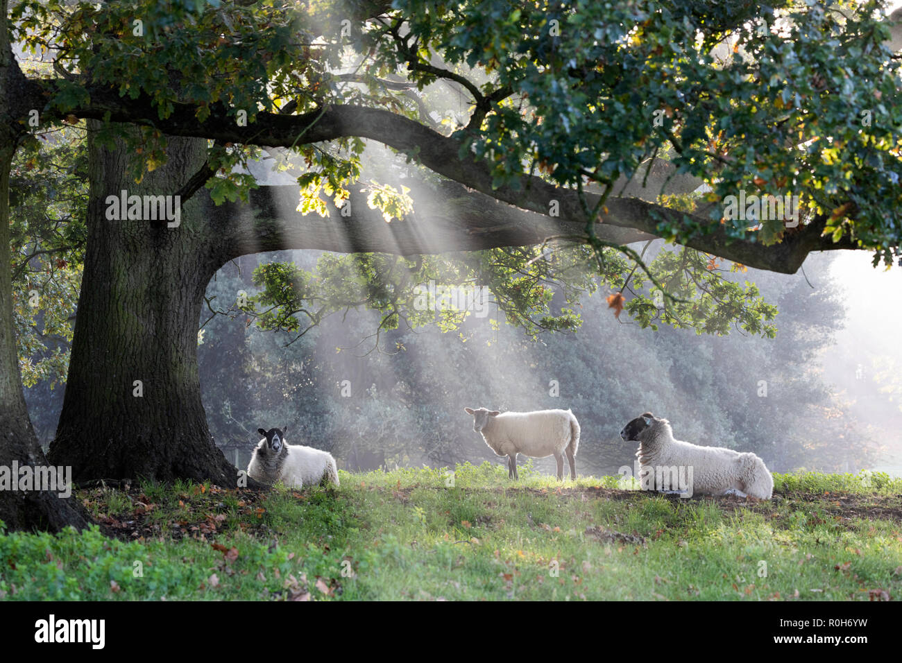 Weiße Schafe unter Baum mit Wellen von misty Sonnenlicht, Chipping Campden, Cotswolds, Gloucestershire, England, Vereinigtes Königreich, Europa Stockfoto
