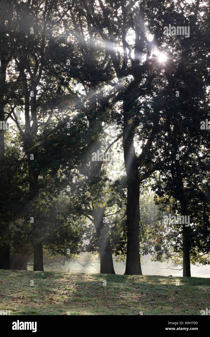 Wellen von Sonnenlicht durch Bäume, Cotswolds, Gloucestershire, England, Vereinigtes Königreich, Europa Stockfoto