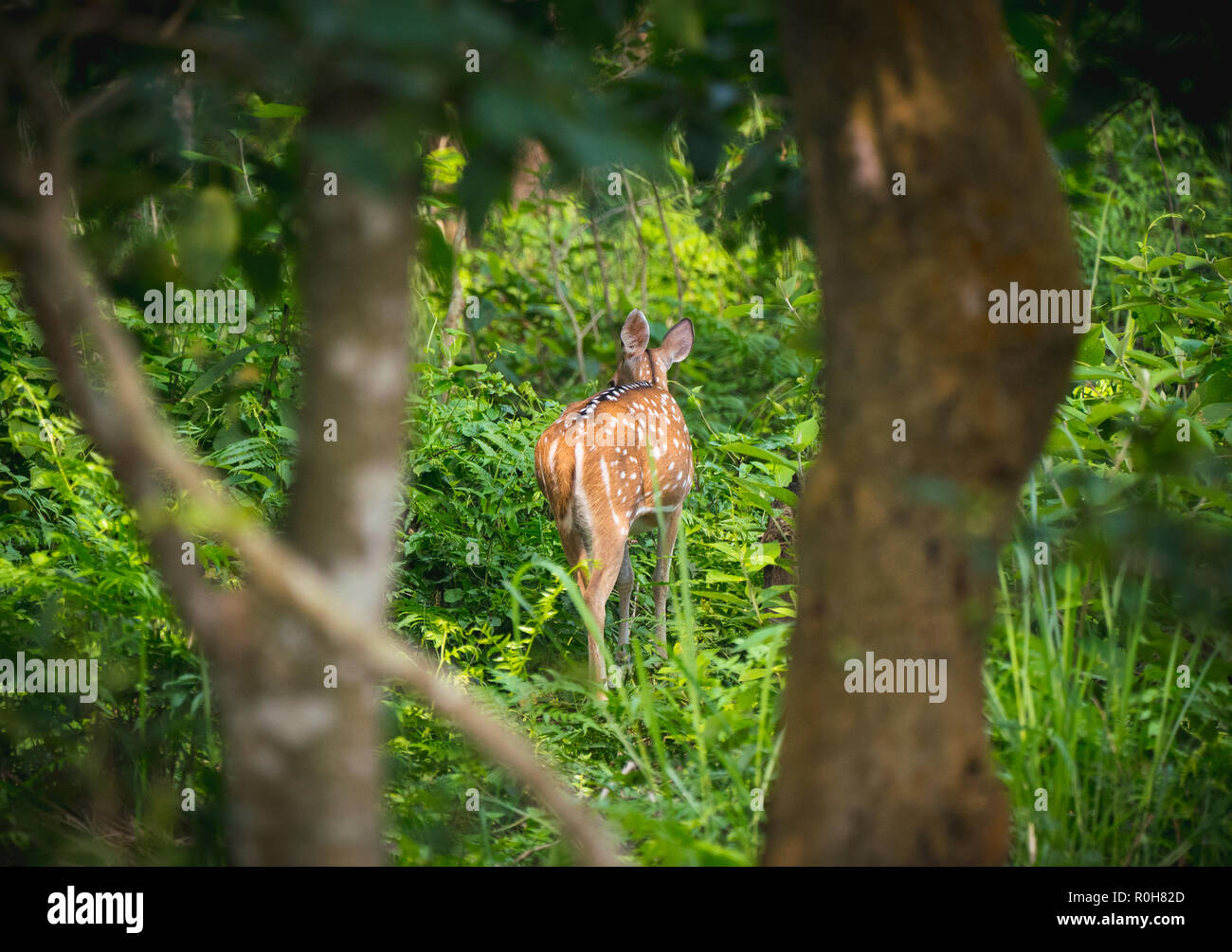 Beschmutzt oder Sika deer im Dschungel. Natur und Tier Foto. Japanische oder dappled Rotwild Stockfoto