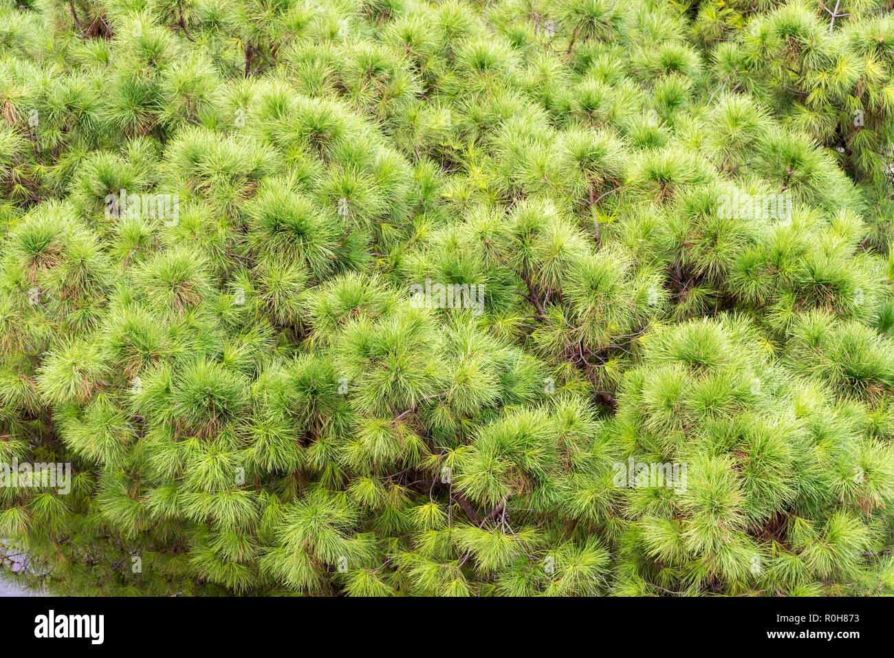 In der Nähe von Weihnachten pine tree branch Hintergrund. Hintergrund von Weihnachten Baum verzweigt. Nadelholz Baum close-up. Stockfoto