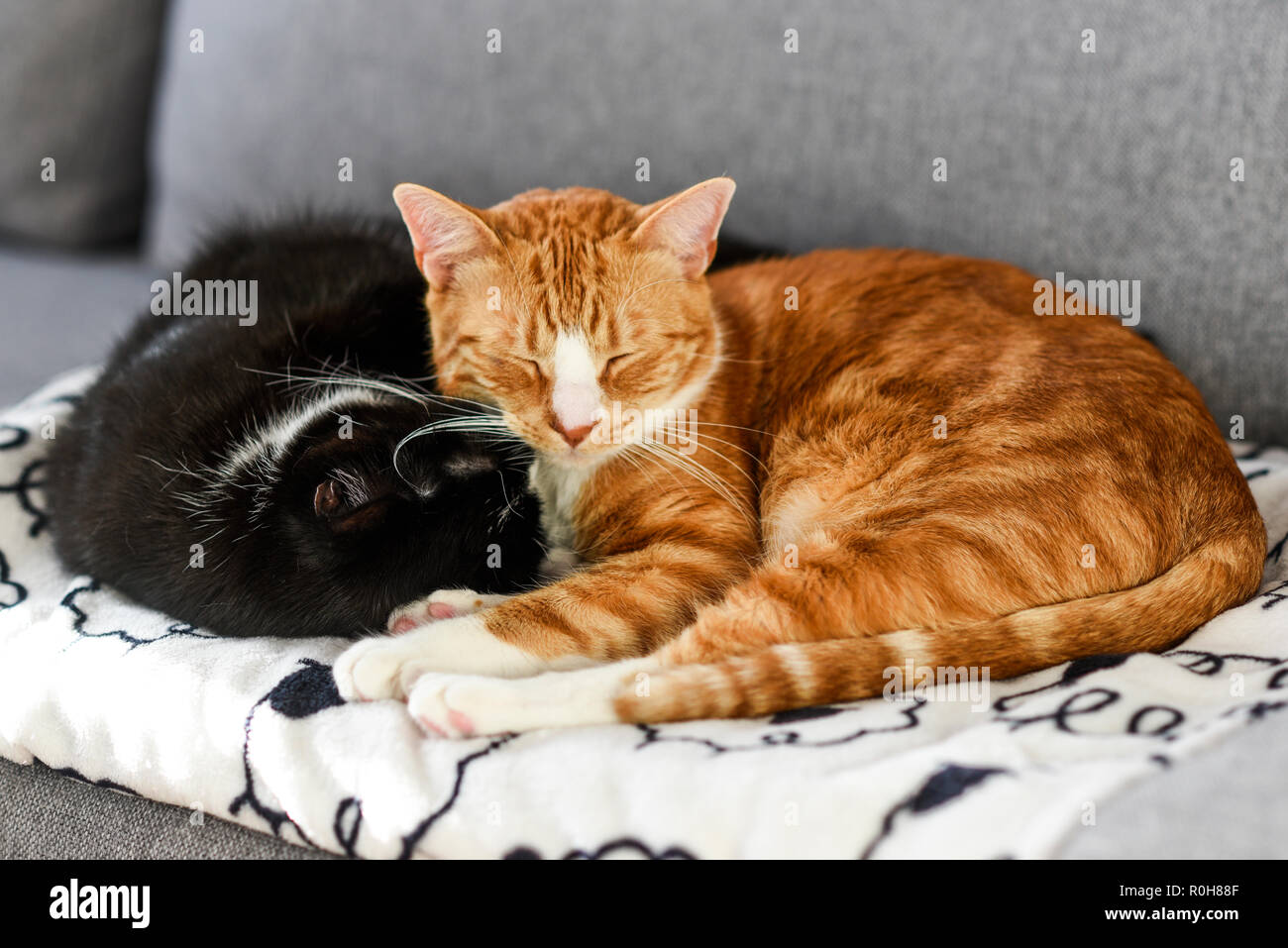 Zwei Katzen schlafen und Kuscheln auf dem Sofa zu Hause. Stockfoto