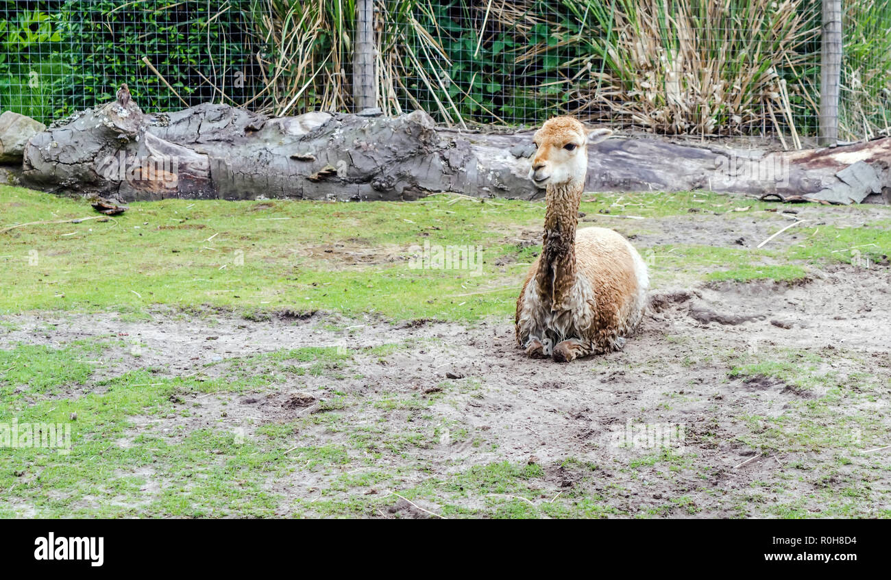 Vicuña (Vicugna vicugna) oder vicuna auf dem Boden sitzend. Die vicuña ist lange, wolliges Fell ist tawny Braun auf der Rückseite Stockfoto
