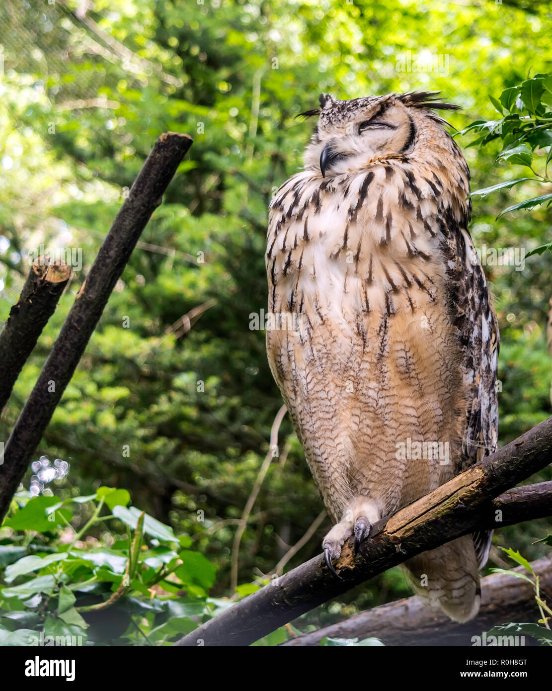 Indischer Uhu, genannt auch rock Uhu oder Bengal Uhu (Bubo Bengalensis). Es ist mit braunen und grauen spritzte, und hat eine weisse Kehle patch Stockfoto