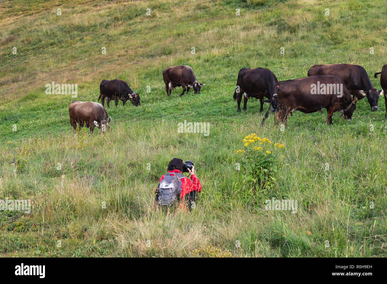 Frau Fotograf Bilder bei Kühen auf der Wiese in den italienischen Alpen Stockfoto